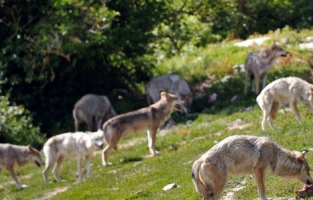 Les loups du parc scientifique du Gévaudan vont être équipés de puces électroniques