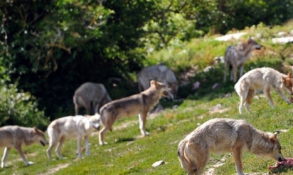 Les loups du parc scientifique du Gévaudan vont être équipés de puces électroniques