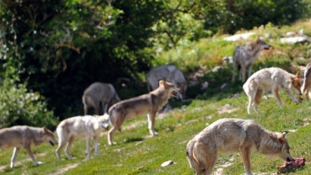 Les loups du parc scientifique du Gévaudan vont être équipés de puces électroniques