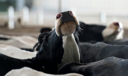 A vendre, droit à produire.. Exsangues, des producteurs laitiers jettent l’éponge, via Le Bon Coin