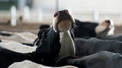 A vendre, droit à produire.. Exsangues, des producteurs laitiers jettent l’éponge, via Le Bon Coin