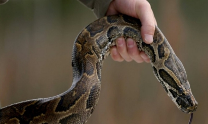 Etats-Unis: chassé d’un restaurant, il se fâche et lâche un python géant
