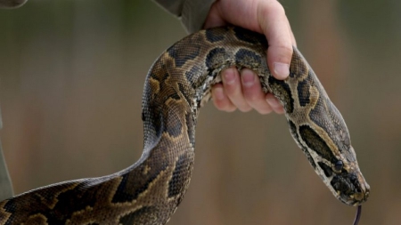 Etats-Unis: chassé d’un restaurant, il se fâche et lâche un python géant