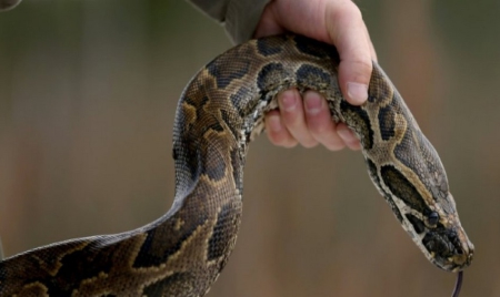Etats-Unis: chassé d’un restaurant, il se fâche et lâche un python géant
