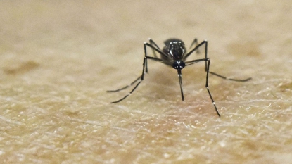 Le déréglement du climat, facteur d’expansion de Zika, et autres virus