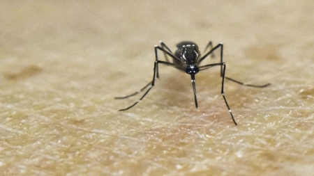 Le déréglement du climat, facteur d’expansion de Zika, et autres virus