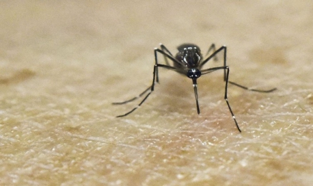 Le déréglement du climat, facteur d’expansion de Zika, et autres virus