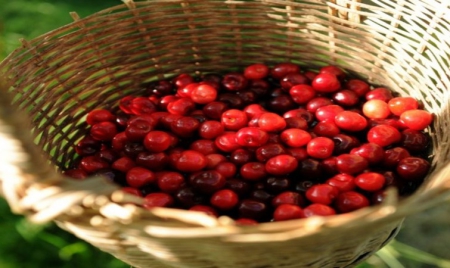 La France suspend les importations de cerises traitées au diméthoate, insecticide contesté