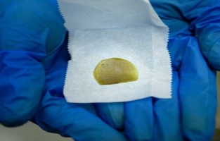 Made in Washington, la marijuana se cultive à deux pas du pouvoir américain 