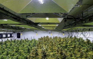 Made in Washington, la marijuana se cultive à deux pas du pouvoir américain 