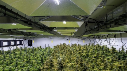 Made in Washington, la marijuana se cultive à deux pas du pouvoir américain