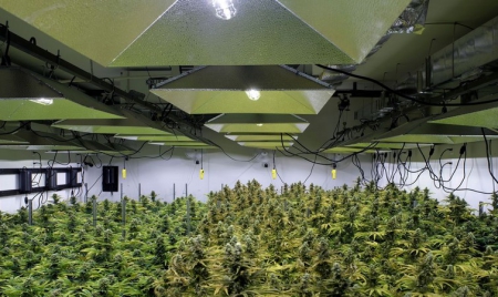 Made in Washington, la marijuana se cultive à deux pas du pouvoir américain