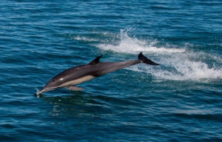 Mexique: le plus petit cétacé au monde au bord de l'extinction