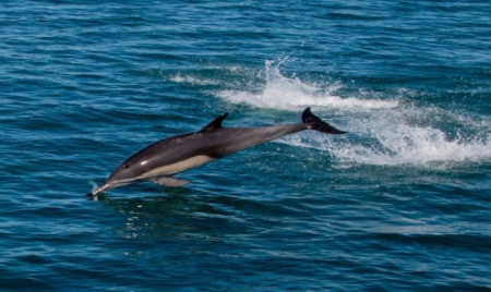 Mexique: le plus petit cétacé au monde au bord de l’extinction
