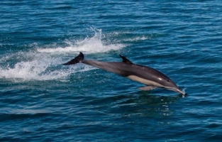 Mexique: le plus petit cétacé au monde au bord de l'extinction