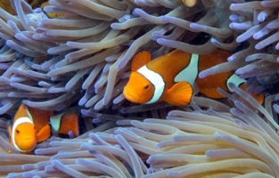 Australie: hécatombe de coraux sur la Grande barrière 