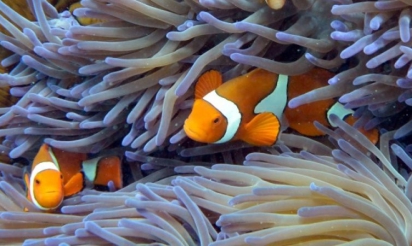 Australie: hécatombe de coraux sur la Grande barrière