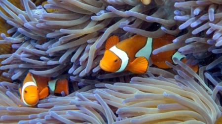 Australie: hécatombe de coraux sur la Grande barrière