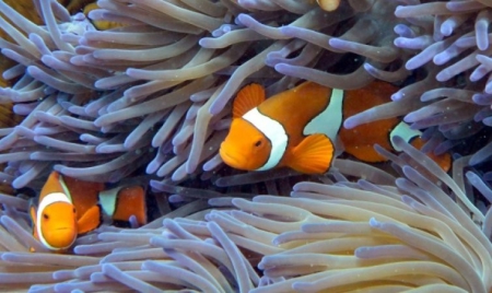 Australie: hécatombe de coraux sur la Grande barrière