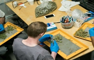 Made in Washington, la marijuana se cultive à deux pas du pouvoir américain 