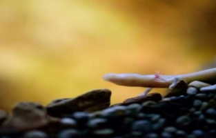 Un rare dragon éclôt dans une grotte de Slovénie 