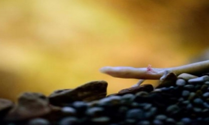 Un rare dragon éclôt dans une grotte de Slovénie