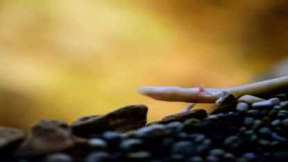 Un rare dragon éclôt dans une grotte de Slovénie