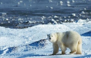 La banquise pourrait avoir totalement fondu d'ici à l'été 2017
