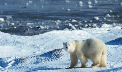 La banquise pourrait avoir totalement fondu d’ici à l’été 2017