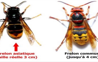 Un nid de frelon découvert en plein Paris