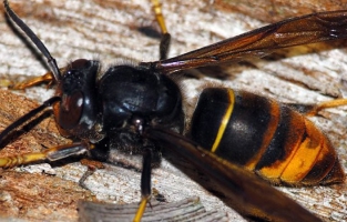 Un nid de frelon découvert en plein Paris