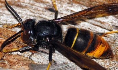 Un nid de frelon découvert en plein Paris