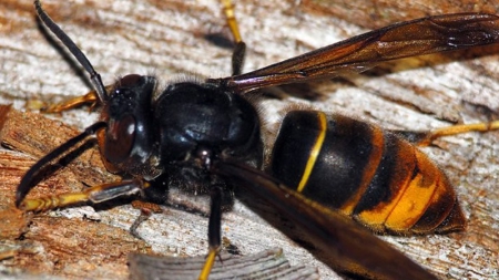 Un nid de frelon découvert en plein Paris