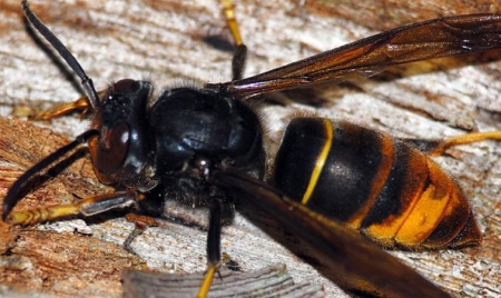 Un nid de frelon découvert en plein Paris