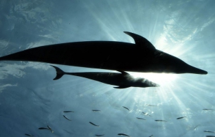 Les tortues, dauphins ou oiseaux, premières victimes des sacs plastiques jetables