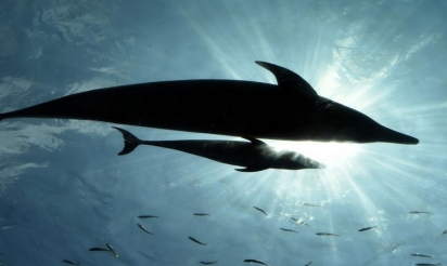 Les tortues, dauphins ou oiseaux, premières victimes des sacs plastiques jetables