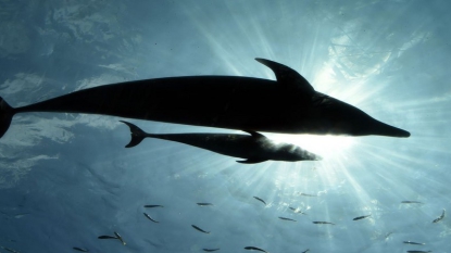 Les tortues, dauphins ou oiseaux, premières victimes des sacs plastiques jetables