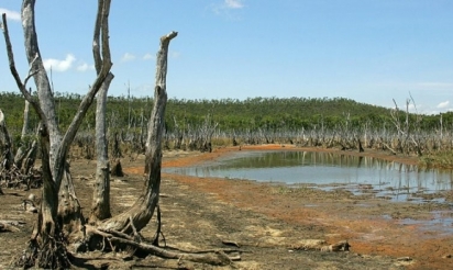 La mangrove victime du réchauffement en Australie