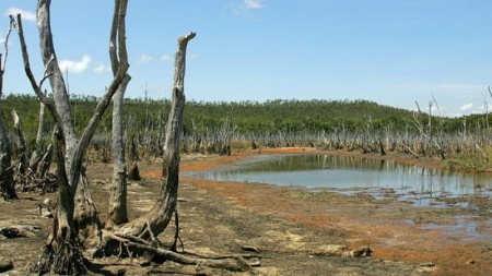 La mangrove victime du réchauffement en Australie