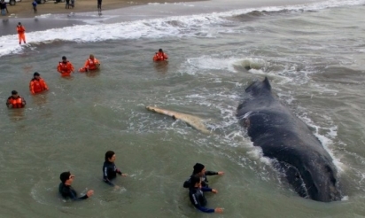 Une baleine échouée depuis 24 heures sur la côte argentine secourue avec succès