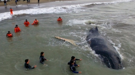 Une baleine échouée depuis 24 heures sur la côte argentine secourue avec succès