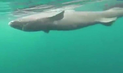 Requins du Groenland : une folle découverte