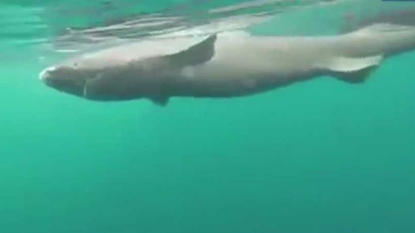 Requins du Groenland : une folle découverte