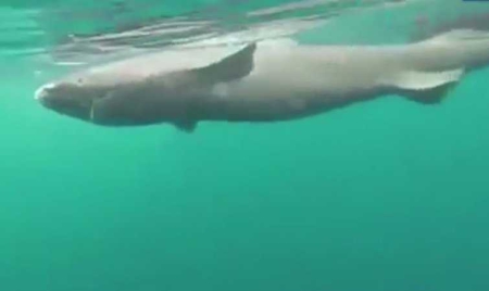 Requins du Groenland : une folle découverte