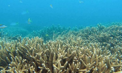 Les poissons coralliens sont stressés par la solitude