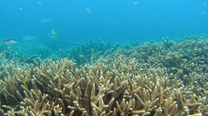 Les poissons coralliens sont stressés par la solitude