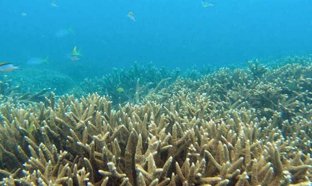 Les poissons coralliens sont stressés par la solitude