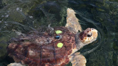 Un nid artificiel après la ponte rarissime d’une tortue à Fréjus