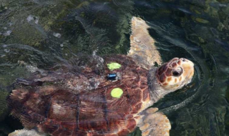 Un nid artificiel après la ponte rarissime d’une tortue à Fréjus