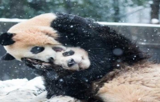 Cinq choses à savoir sur la protection du panda en Chine 